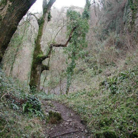 The woodland path into Ebbor Gorge.